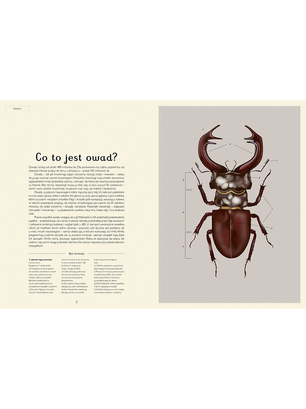 W Muzeum. Insektarium Wydawnictwo Dwie Siostry BÉBÉ Concept 