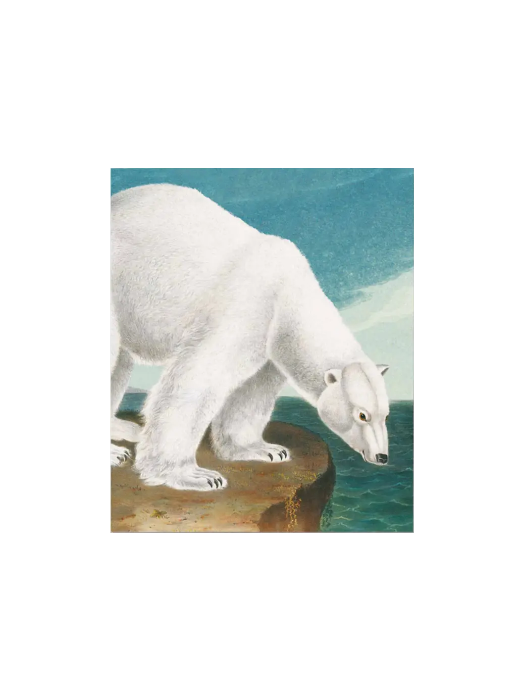 Ozdobna kartka z kopertą Polar Bear Archivist Gallery BÉBÉ Concept