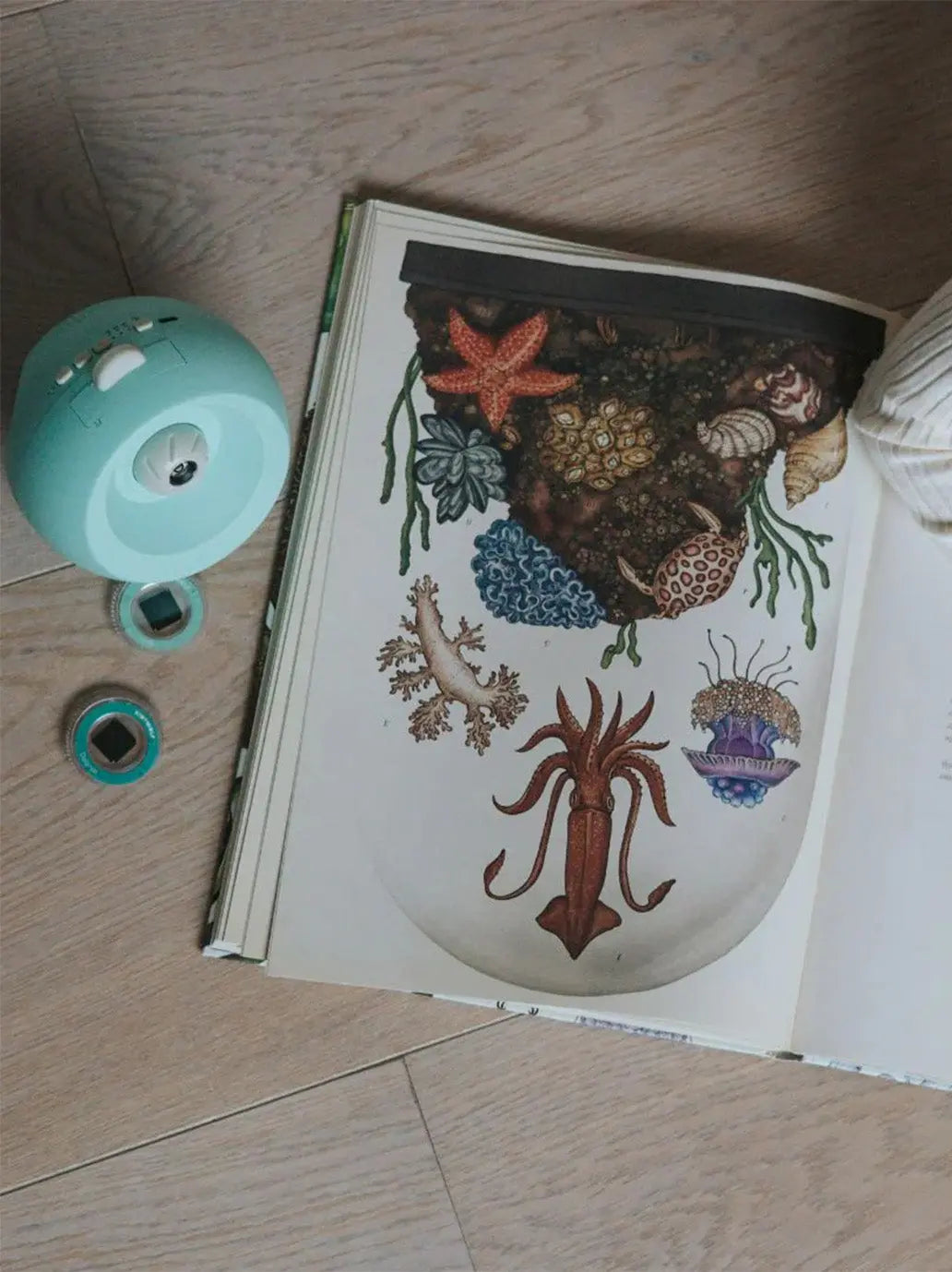 Projektor Kidystar Kidywolf BÉBÉ Concept 