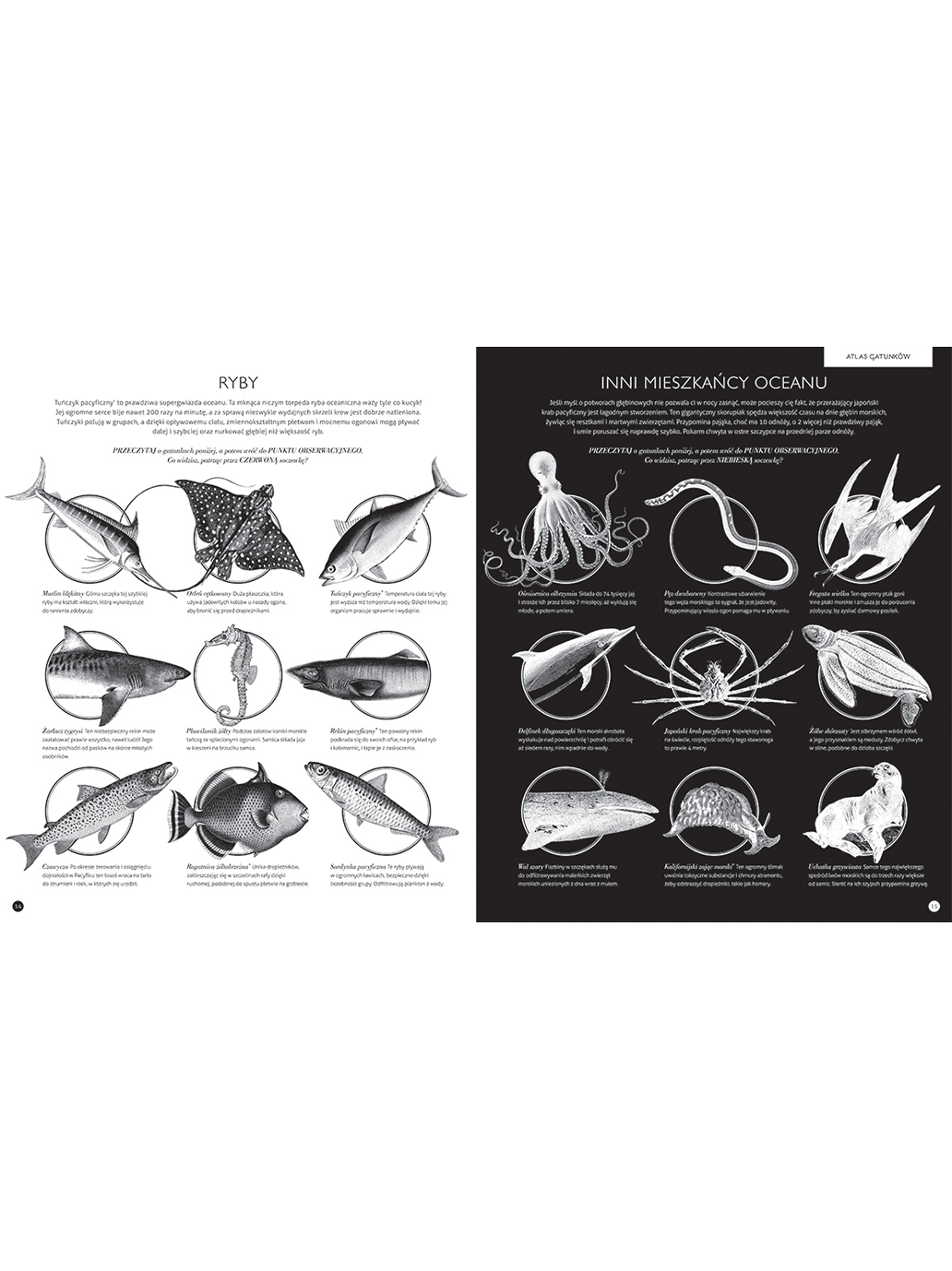 Gabinet Oceanów Wydawnictwo Dwie Siostry BÉBÉ Concept