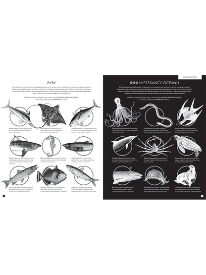 Gabinet Oceanów Wydawnictwo Dwie Siostry BÉBÉ Concept