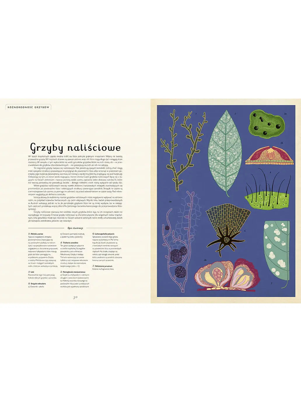 W Muzeum. Fungarium Wydawnictwo Dwie Siostry BÉBÉ Concept