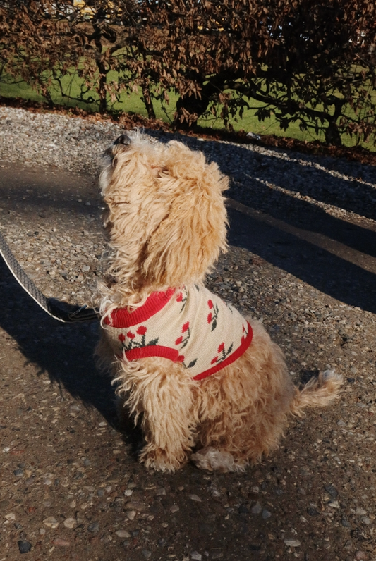 Dzianinowy sweterek dla psa